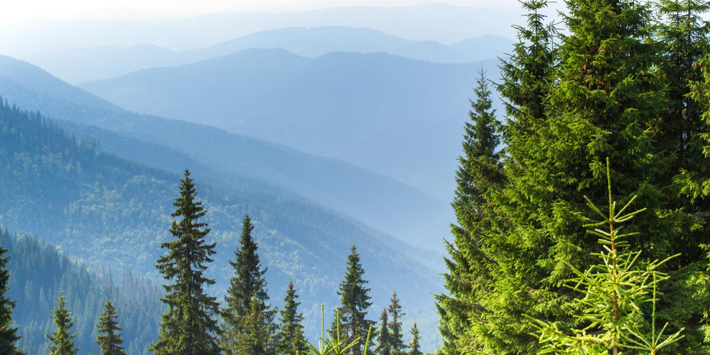 Baumwipfel mit Bergen im Hintergrund © shutterstock_525227614 | © shutterstock Wir pflanzen mit Weitsicht. Denn eine erfolgreiche Aufforstung legt den Grundstein für die Waldwirtschaft kommender Generationen.