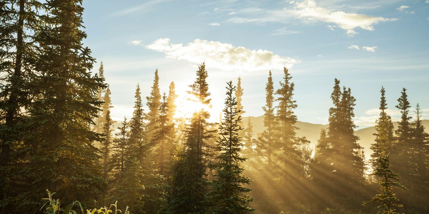 Waldbild mit Sonne im Gegenlicht © shutterstock_110553674 | © shutterstock Vom traditionellen Wissen zur modernen Forstwirtschaft.